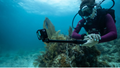 Diver using GoPro HERO 13 Black Waterproof Action Camera while exploring underwater coral reef