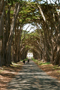 Scenic view of a tree-lined path leading to a historic house, ideal for capturing moments on Color Negative 35mm Film