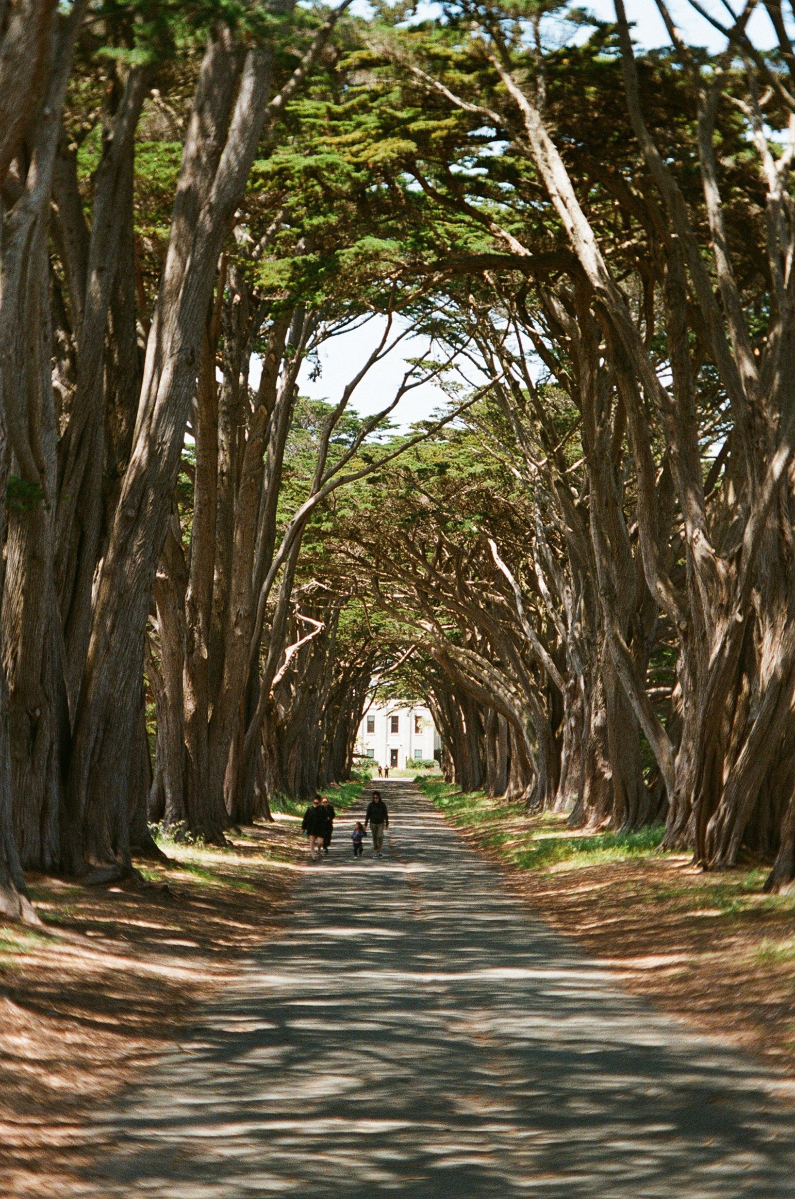 Scenic view of a tree-lined path leading to a historic house, ideal for capturing moments on Color Negative 35mm Film