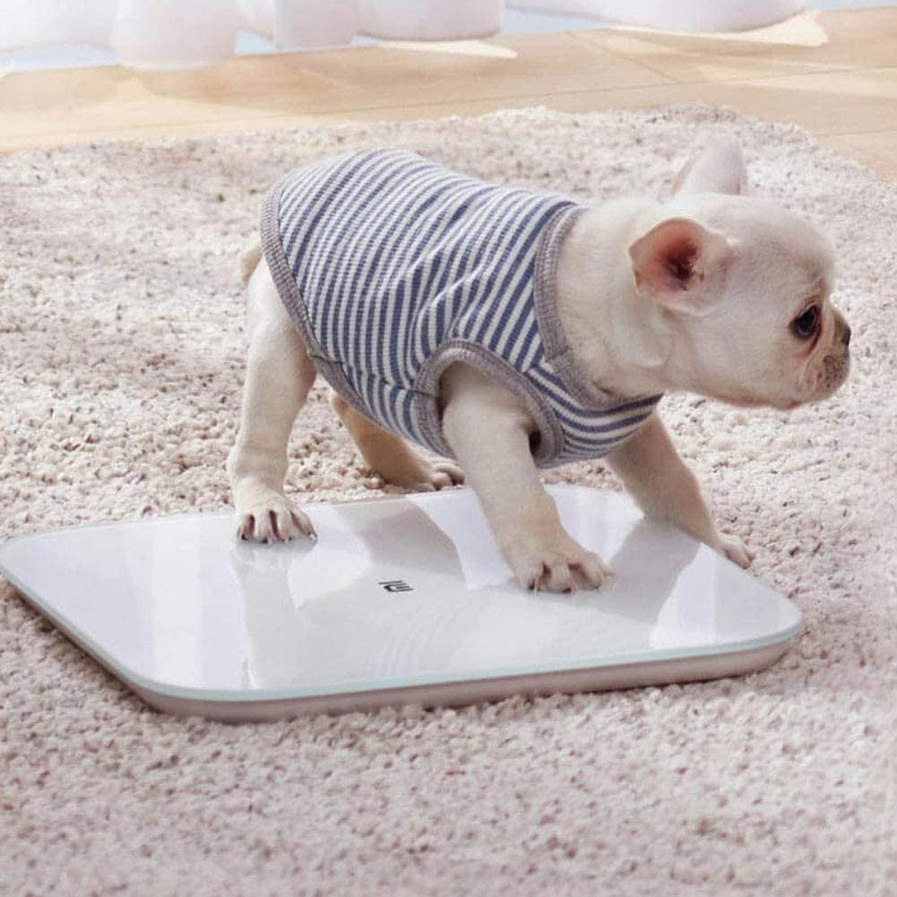 Small dog on a Smart Body Scale in a cozy room with a soft rug