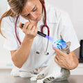 Veterinarian using UV Penlight Forensic Medical Torch to examine a cat under ultraviolet light