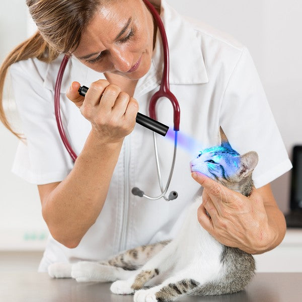 Veterinarian using UV Penlight Forensic Medical Torch to examine a cat under ultraviolet light