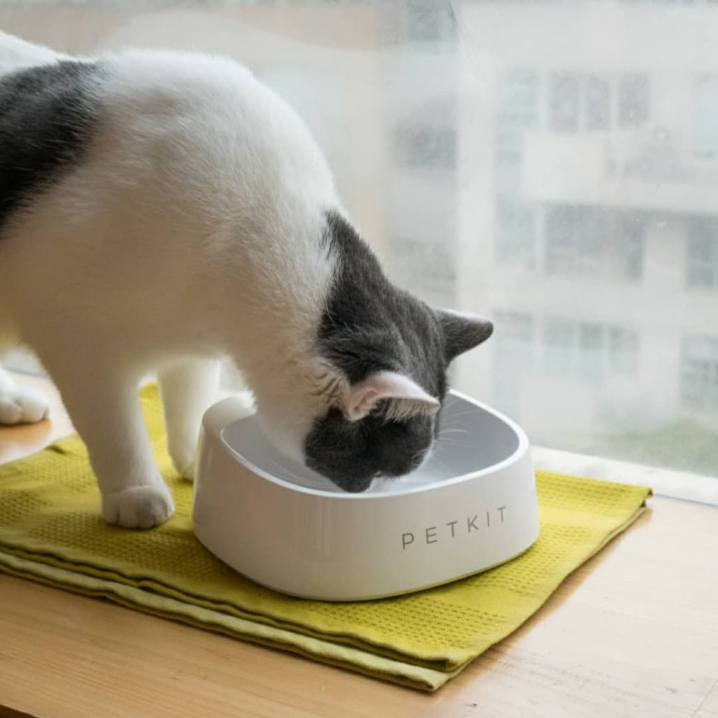 Cat using the Dog Cat Smart Weighing Feeding Bow on a bright window ledge