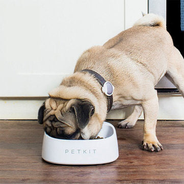 Dog Cat Smart Weighing Feeding Bow with a pug eating from it in a modern kitchen setting