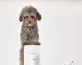 VMIDirect Pet Trimmer Clippers with a playful dog for easy pet grooming at home