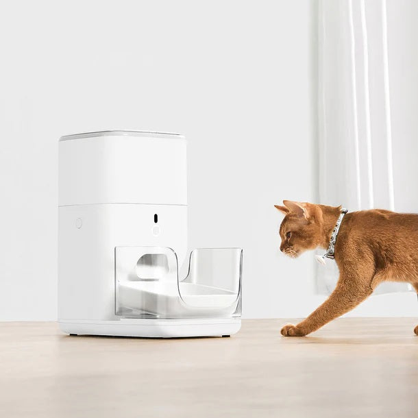 Cat wearing an RFID pet collar beside a modern automatic feeder for convenient feeding