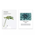 VMIDirect Photography Background Paper featuring minimalist green plant designs for creative photography setups